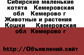 Сибирские маленькие котята - Кемеровская обл., Кемерово г. Животные и растения » Кошки   . Кемеровская обл.,Кемерово г.